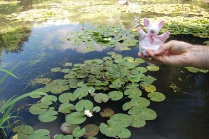 giverny-pig