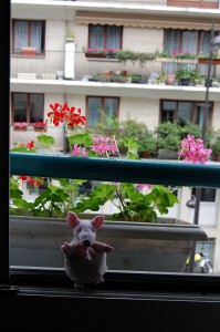 piggy in window