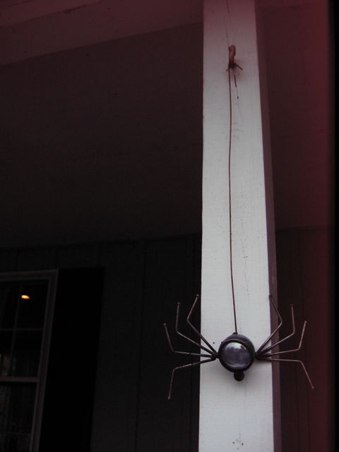 spider