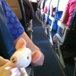 Piggie ready to fly to Paris